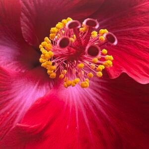 Hibiscus Glory