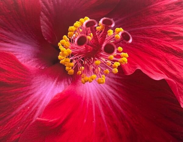 Hibiscus Glory