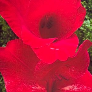 Bright Red Gladiolas