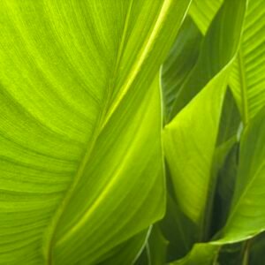 Palms of Green