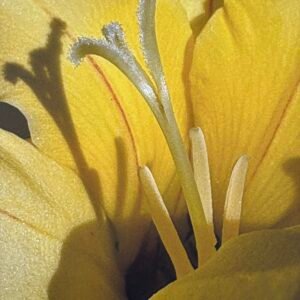 Yellow Sunrise