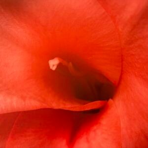 Peach Gladiola